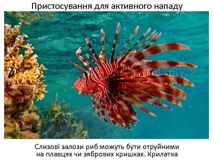 Пристосування для активного нападу Слизові залози риб можуть бути отруйними на плавцях чи зябрових