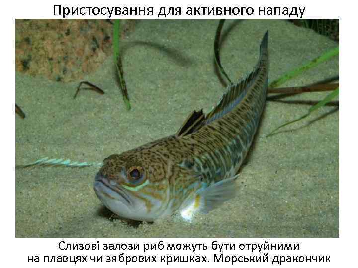 Пристосування для активного нападу Слизові залози риб можуть бути отруйними на плавцях чи зябрових