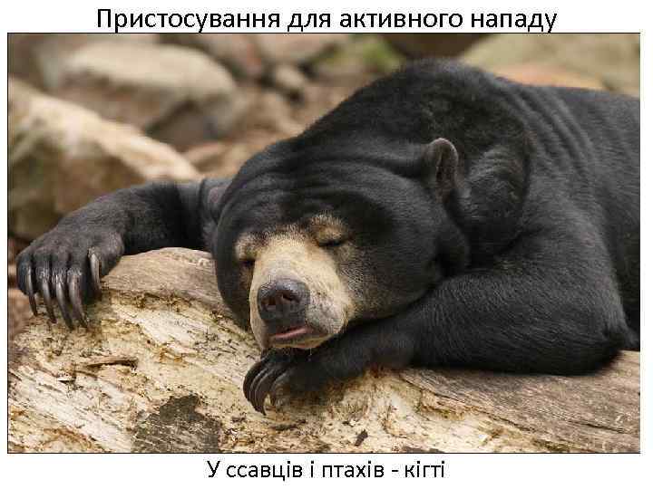 Пристосування для активного нападу У ссавців і птахів - кігті 
