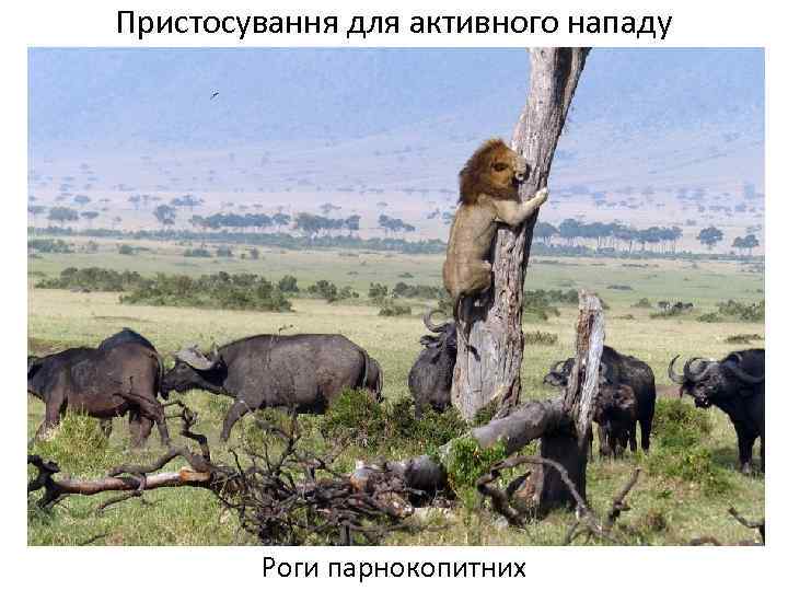 Пристосування для активного нападу Роги парнокопитних 