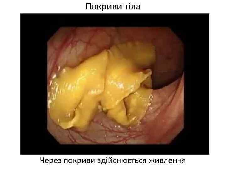 Покриви тіла Через покриви здійснюється живлення 
