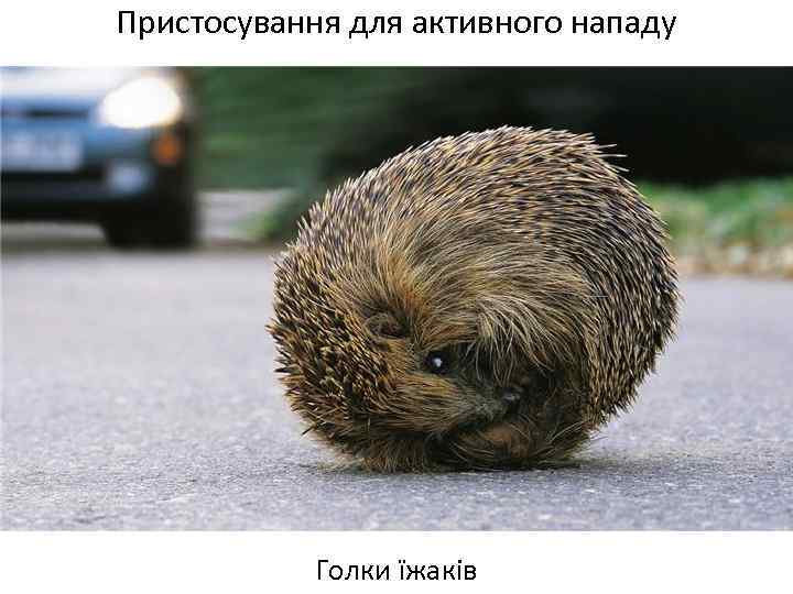 Пристосування для активного нападу Голки їжаків 