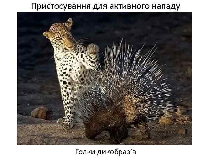 Пристосування для активного нападу Голки дикобразів 