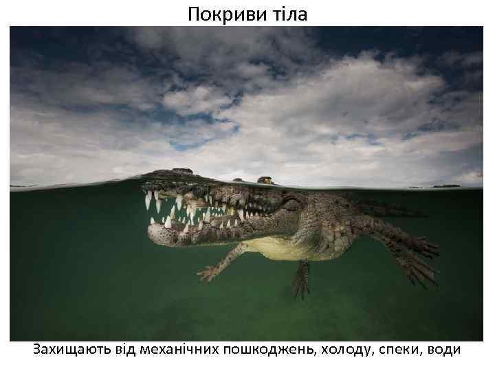 Покриви тіла Захищають від механічних пошкоджень, холоду, спеки, води 