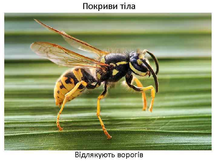 Покриви тіла Відлякують ворогів 