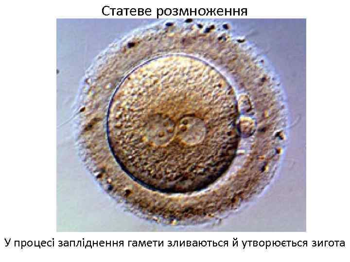 Статеве розмноження У процесі запліднення гамети зливаються й утворюється зигота 