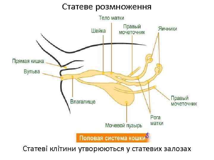 Статеве розмноження Статеві клітини утворюються у статевих залозах 