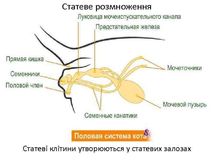 Статеве розмноження Статеві клітини утворюються у статевих залозах 