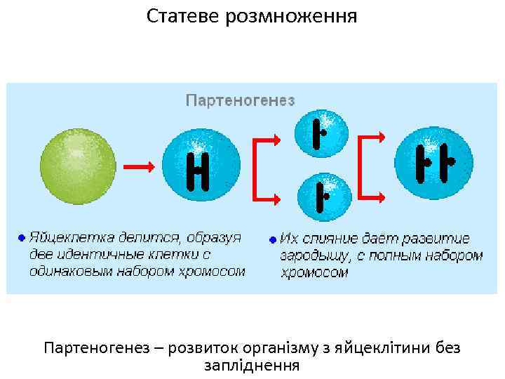 Статеве розмноження Партеногенез – розвиток організму з яйцеклітини без запліднення 