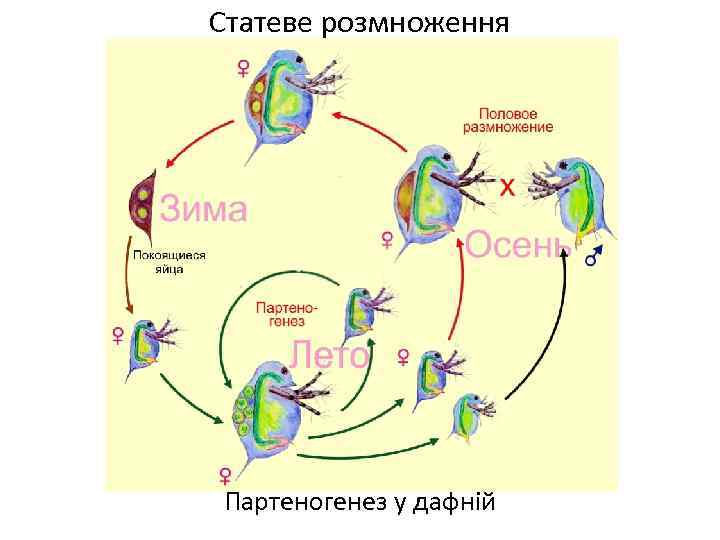 Статеве розмноження Партеногенез у дафній 