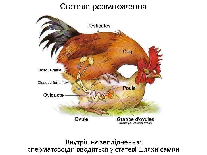 Статеве розмноження Внутрішнє запліднення: сперматозоїди вводяться у статеві шляхи самки 