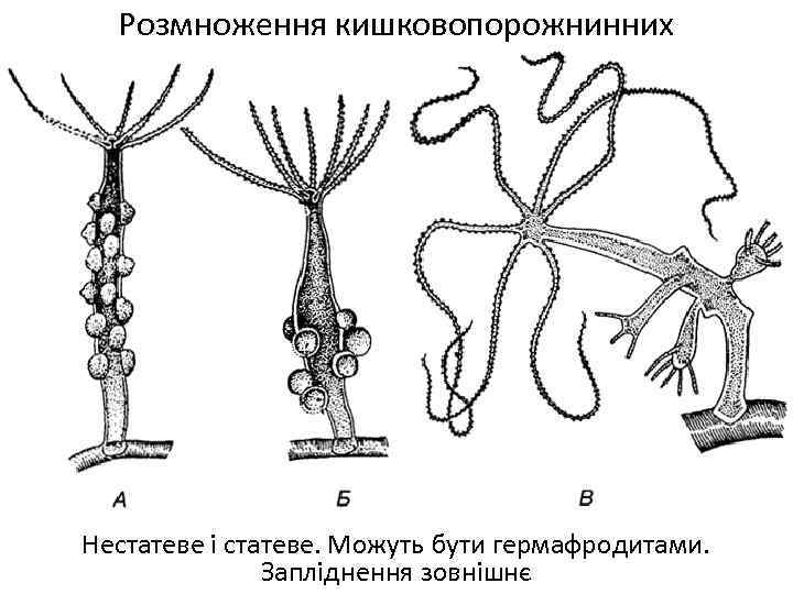 Розмноження кишковопорожнинних Нестатеве і статеве. Можуть бути гермафродитами. Запліднення зовнішнє 