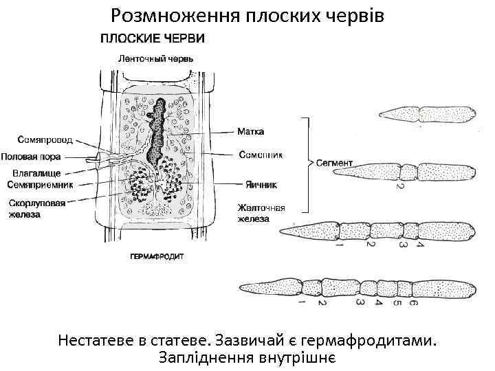 Розмноження плоских червів Нестатеве в статеве. Зазвичай є гермафродитами. Запліднення внутрішнє 