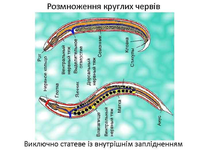 Розмноження круглих червів Виключно статеве із внутрішнім заплідненням 