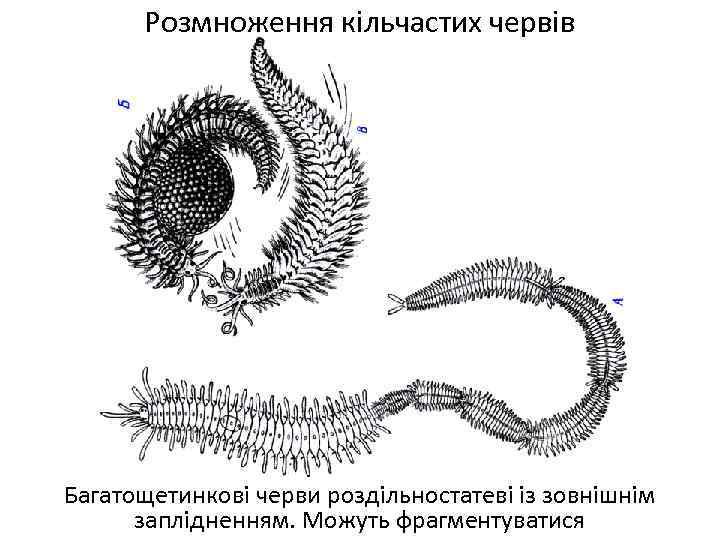 Розмноження кільчастих червів Багатощетинкові черви роздільностатеві із зовнішнім заплідненням. Можуть фрагментуватися 