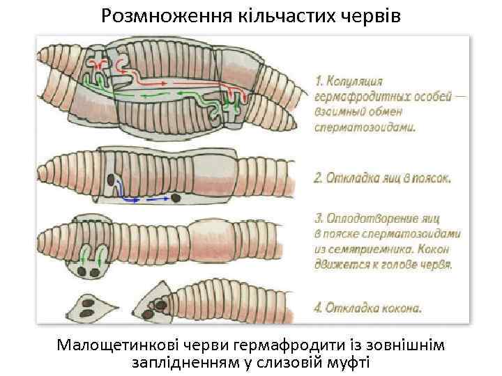 Розмноження кільчастих червів Малощетинкові черви гермафродити із зовнішнім заплідненням у слизовій муфті 