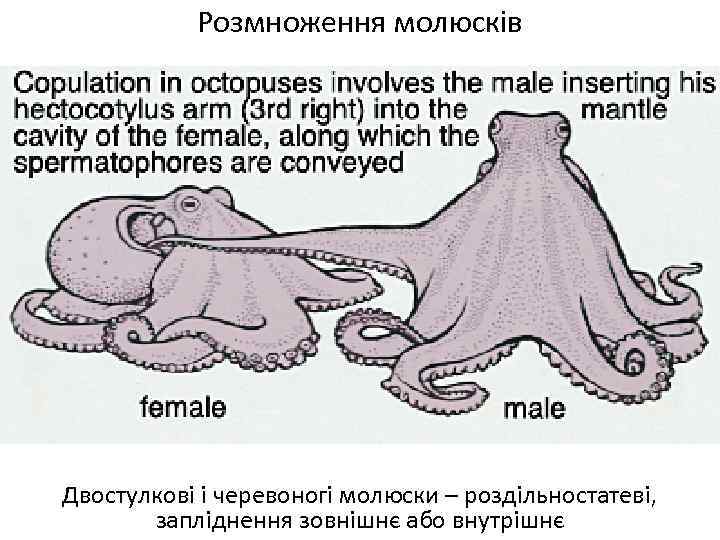 Розмноження молюсків Двостулкові і черевоногі молюски – роздільностатеві, запліднення зовнішнє або внутрішнє 