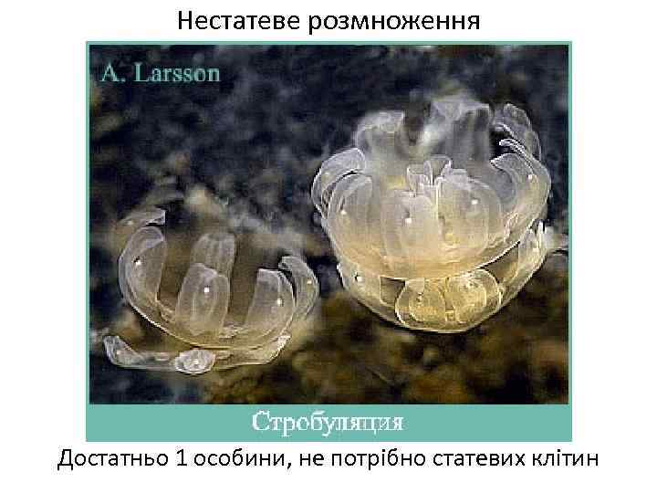 Нестатеве розмноження Достатньо 1 особини, не потрібно статевих клітин 