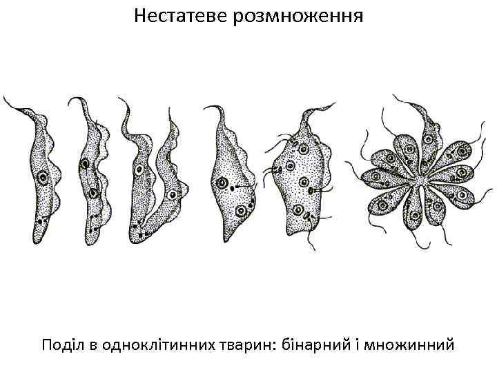 Нестатеве розмноження Поділ в одноклітинних тварин: бінарний і множинний 