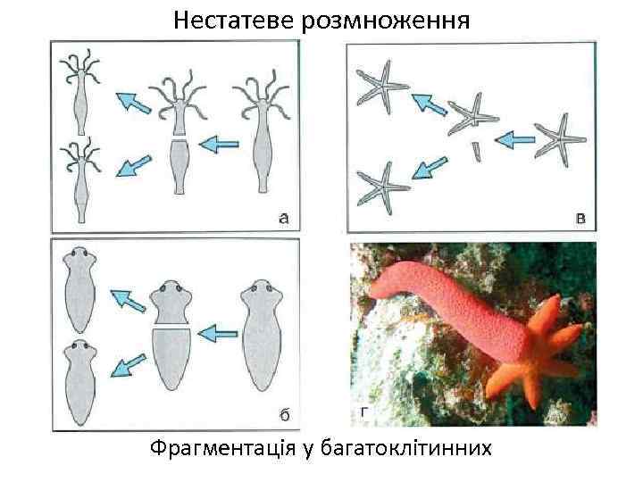 Нестатеве розмноження Фрагментація у багатоклітинних 