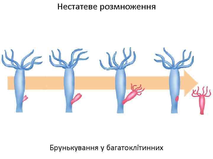 Нестатеве розмноження Брунькування у багатоклітинних 