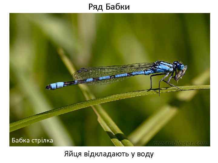 Ряд Бабки Бабка стрілка Яйця відкладають у воду 