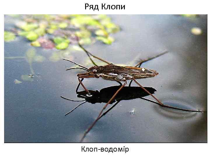 Ряд Клопи Клоп-водомір 