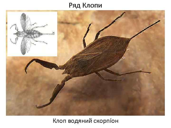 Ряд Клопи Клоп водяний скорпіон 