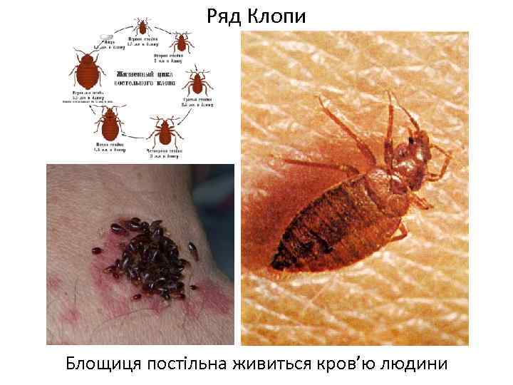 Ряд Клопи Блощиця постільна живиться кров’ю людини 