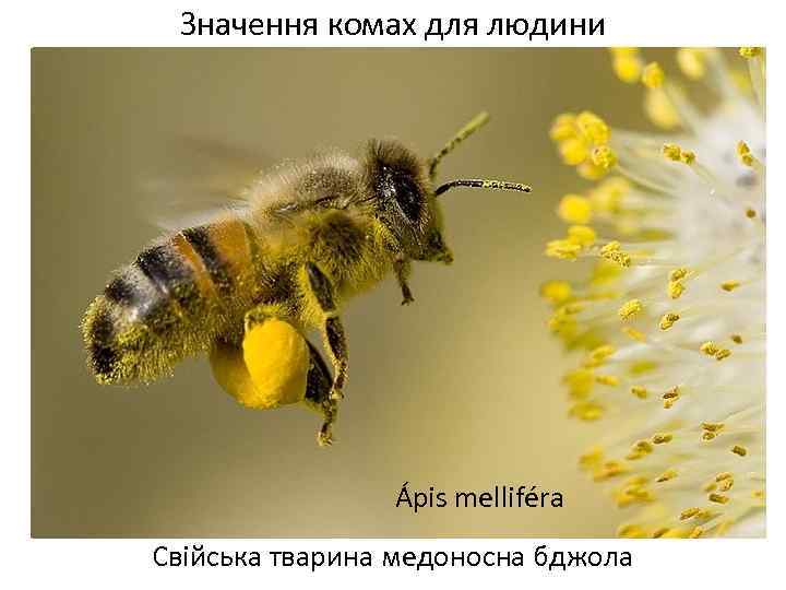 Значення комах для людини Ápis melliféra Свійська тварина медоносна бджола 