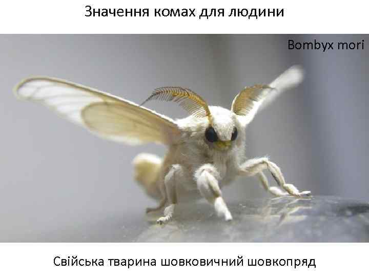 Значення комах для людини Bombyx mori Свійська тварина шовковичний шовкопряд 