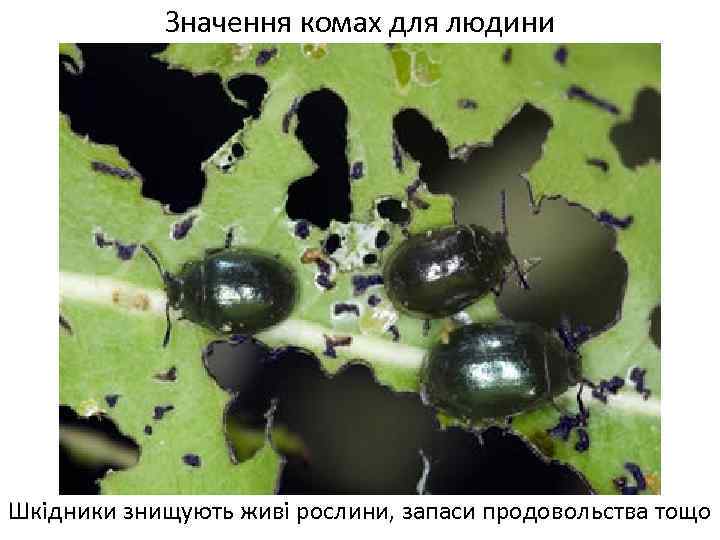 Значення комах для людини Шкідники знищують живі рослини, запаси продовольства тощо 