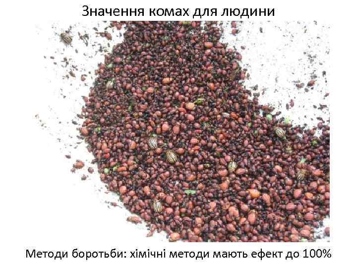 Значення комах для людини Методи боротьби: хімічні методи мають ефект до 100% 