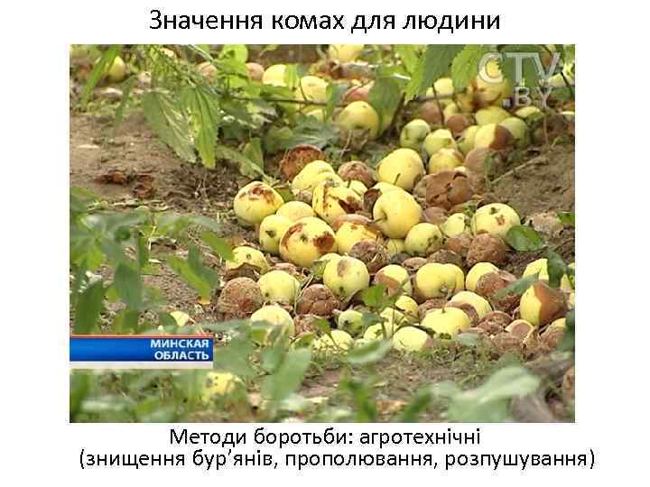 Значення комах для людини Методи боротьби: агротехнічні (знищення бур’янів, прополювання, розпушування) 