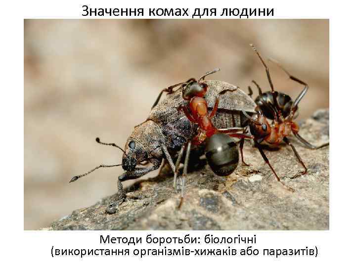 Значення комах для людини Методи боротьби: біологічні (використання організмів-хижаків або паразитів) 