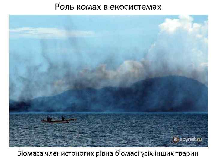 Роль комах в екосистемах Біомаса членистоногих рівна біомасі усіх інших тварин 