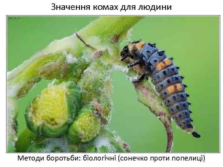 Значення комах для людини Методи боротьби: біологічні (сонечко проти попелиці) 