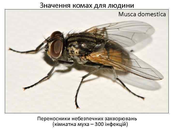 Значення комах для людини Musca domestica Переносники небезпечних захворювань (кімнатна муха – 300 інфекцій)