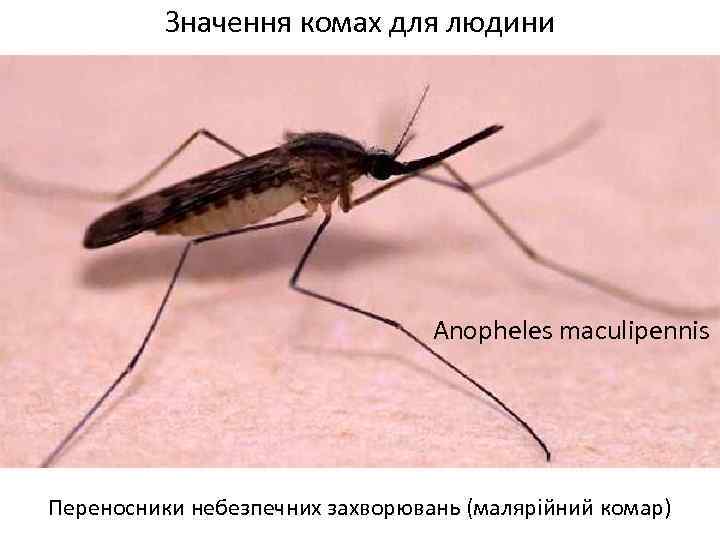 Значення комах для людини Anopheles maculipennis Переносники небезпечних захворювань (малярійний комар) 