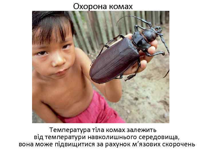 Охорона комах Температура тіла комах залежить від температури навколишнього середовища, вона може підвищитися за