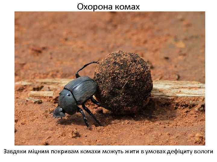 Охорона комах Завдяки міцним покривам комахи можуть жити в умовах дефіциту вологи 