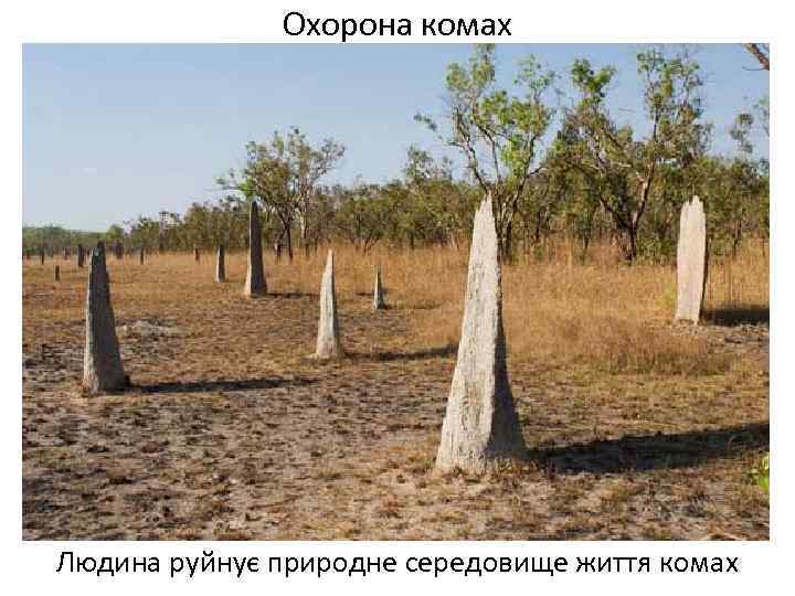 Охорона комах Людина руйнує природне середовище життя комах 