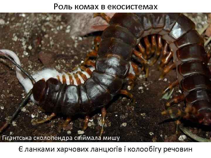 Роль комах в екосистемах Гігантська сколопендра спіймала мишу Є ланками харчових ланцюгів і колообігу