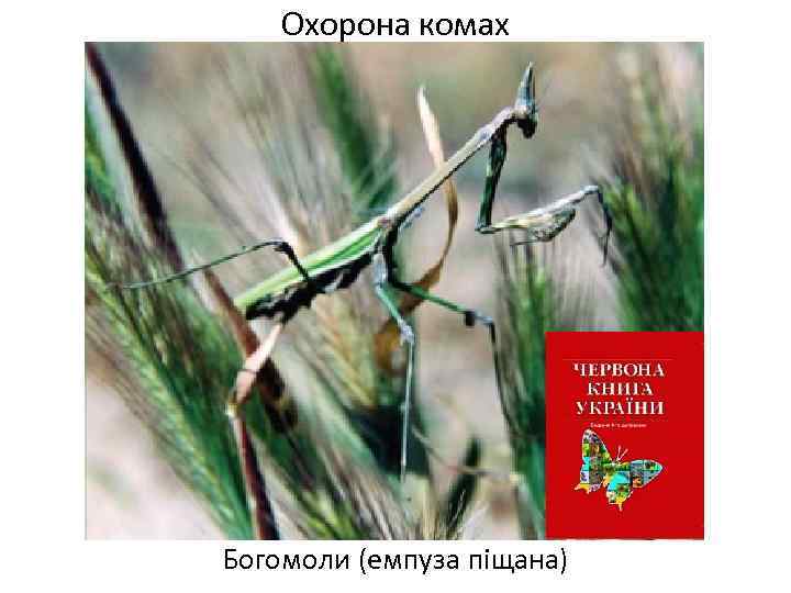 Охорона комах Богомоли (емпуза піщана) 