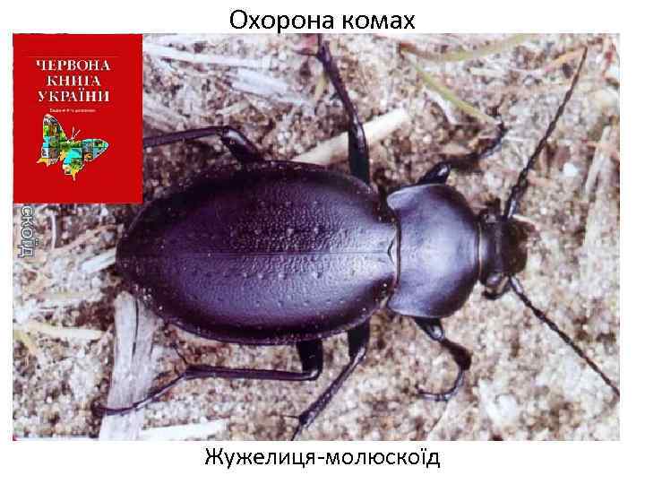 Охорона комах Жужелиця-молюскоїд 