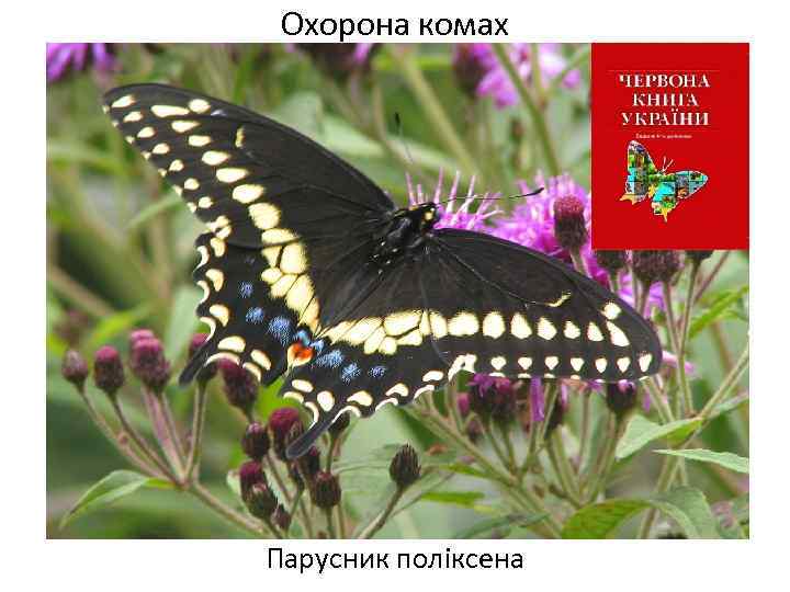 Охорона комах Парусник поліксена 