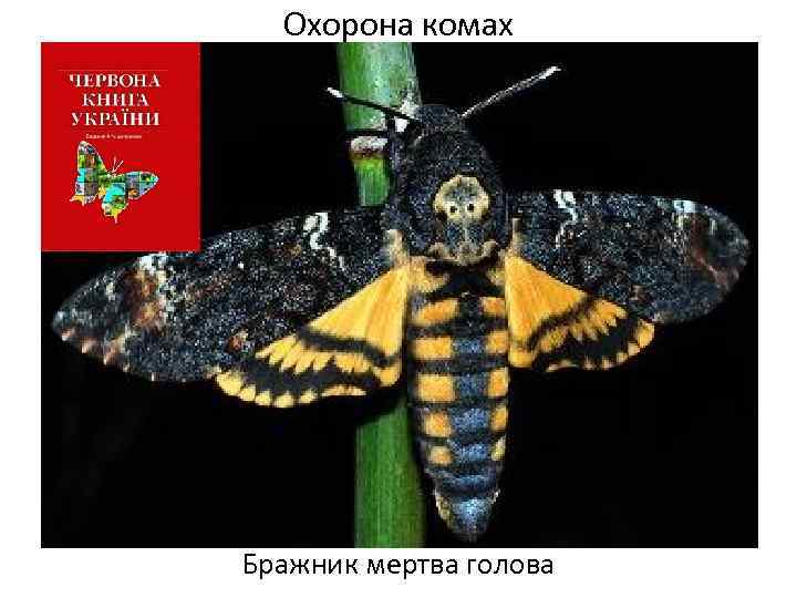 Охорона комах Бражник мертва голова 