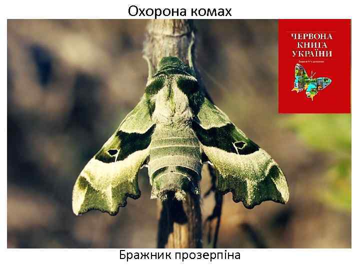 Охорона комах Бражник прозерпіна 