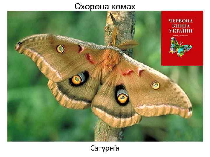 Охорона комах Сатурнія 