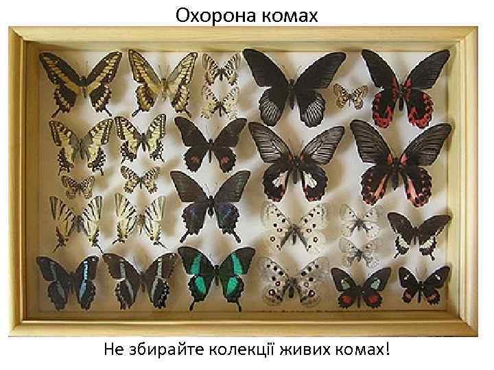 Охорона комах Не збирайте колекції живих комах! 